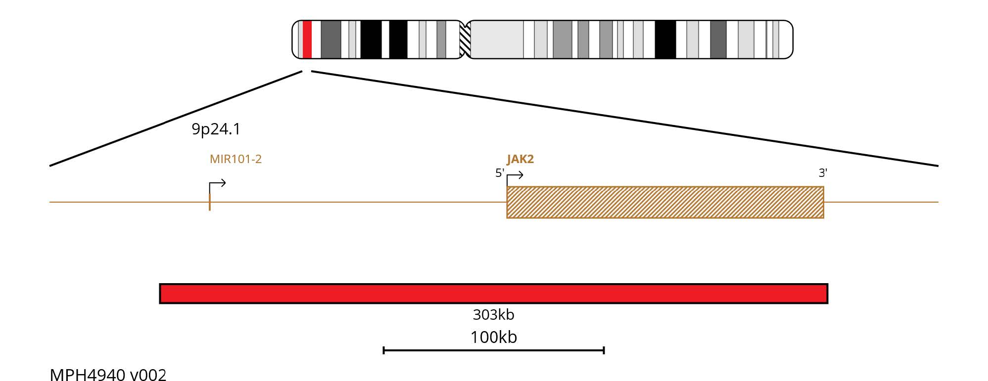 Fluorescence in situ hybridisation (FISH) chromosome map showing a 303kb red probe targeting the JAK2 gene.