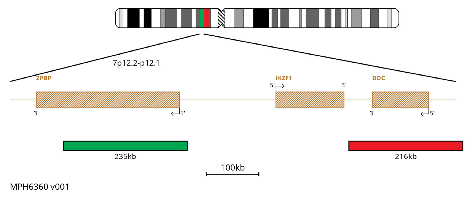 MPH6360 IKZF1 Breakapart FISH Probe Chromosome Map
