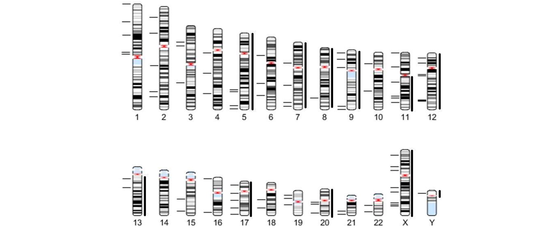 <b>Figure 4. Idiogram with identified probe regions.</b> Gene specific regions (horizontal line) and chromosomes with backbone padding (vertical line).