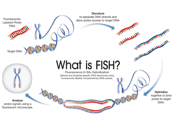 FISH and cytogenetics: schematic depicting each step involved in FISH