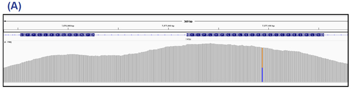 Figure 4a: TP53 exons 9 and 10.