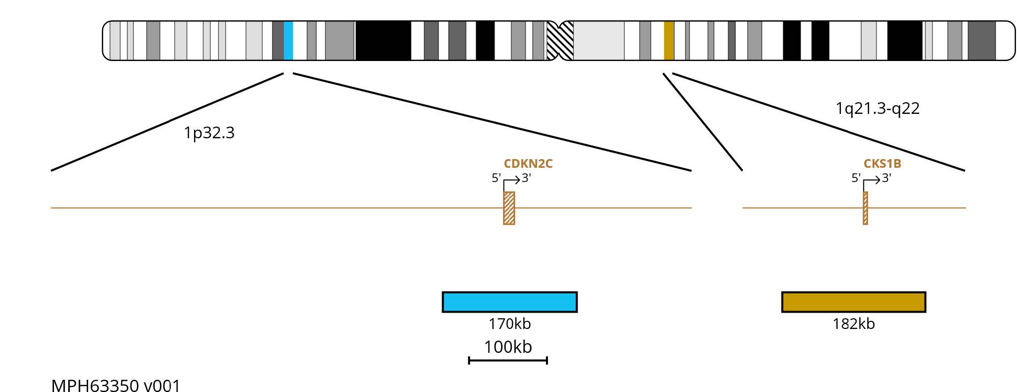 FISH chromosome map showing a 182kb gold probe targeting CKS1B and a 170kb aqua probe targeting CDKN2C on chromosome 1.