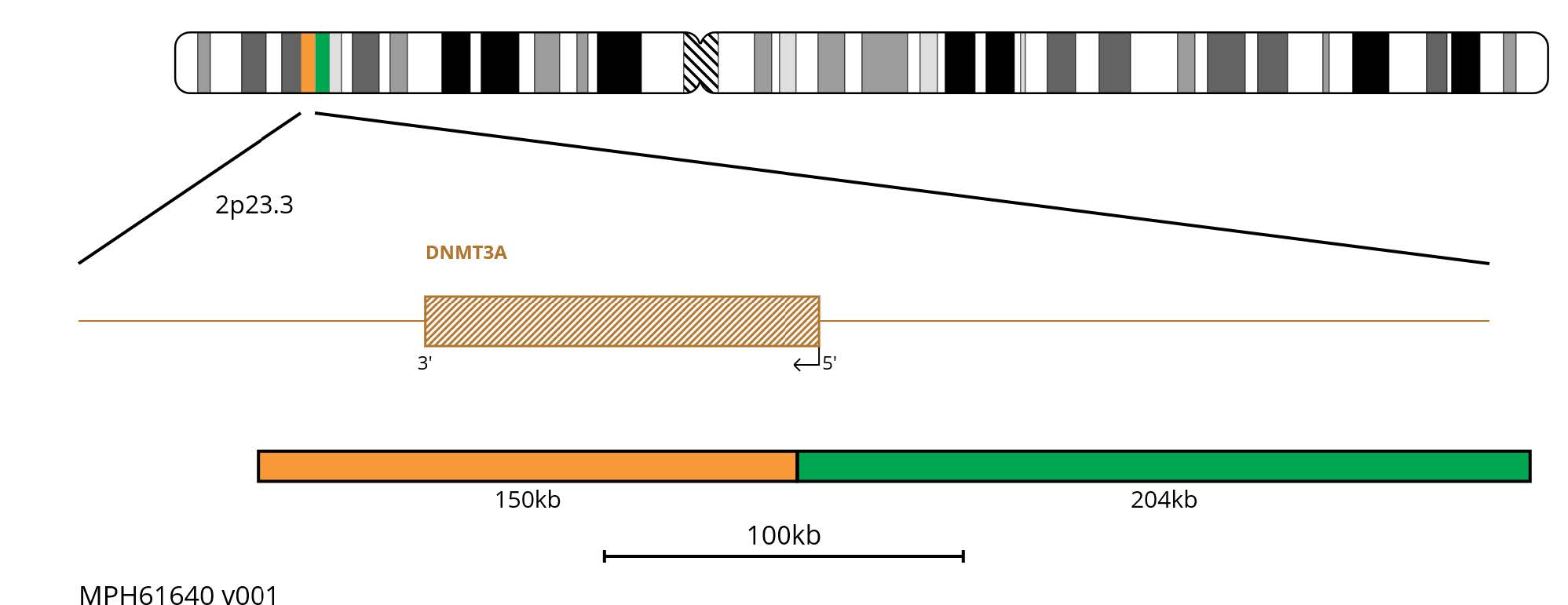 Fluorescence in situ hybridisation (FISH) chromosome map showing dual colour probes targeting the DNMT3A gene.