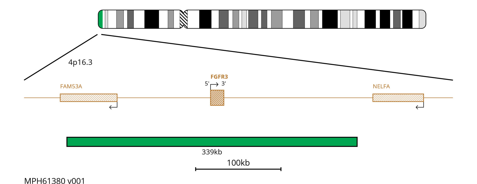 Fluorescence in situ hybridisation (FISH) chromosome map showing a green 339kb probe targeting the FGFR3 gene.