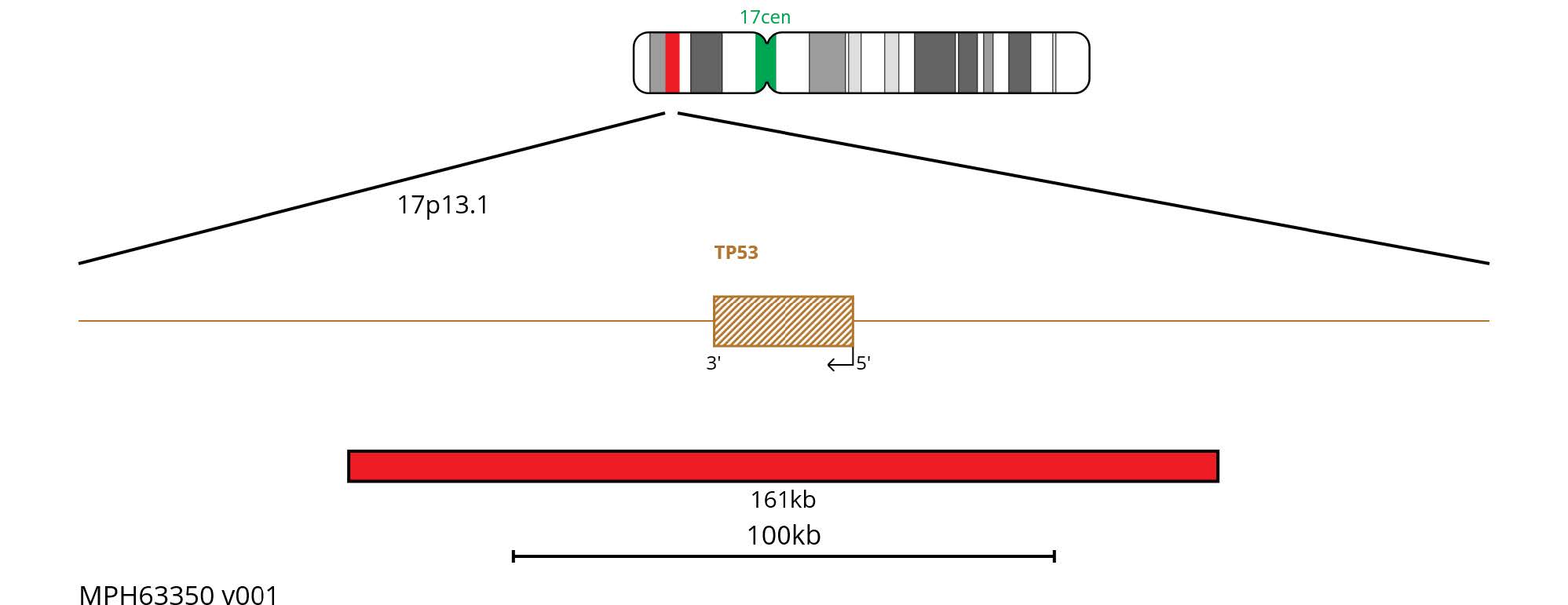 FISH chromosome map showing a 161kb red probe targeting TP53 and a green centromeric control probe on chromosome 17.