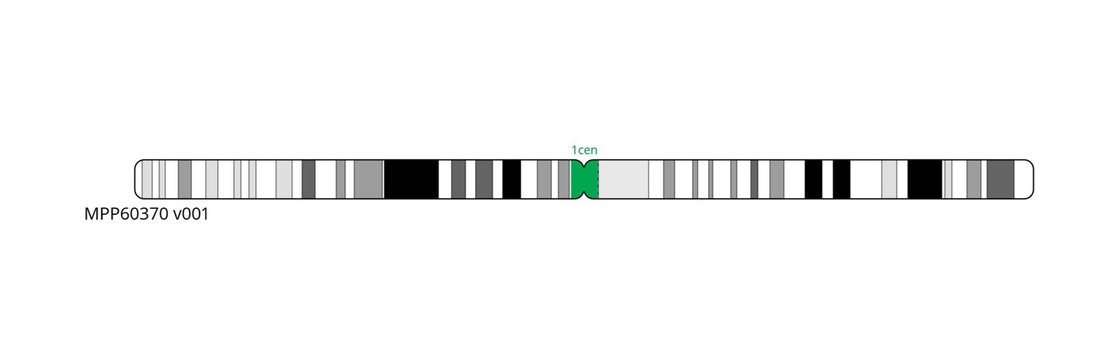 Fluorescence in situ hybridisation (FISH) chromosome map showing a probe targeting the centromere region on chromosome 1.