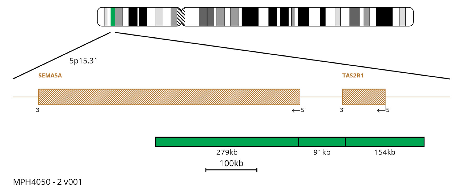 MPH4050 5P15.31 FISH Probe Chromosome Map