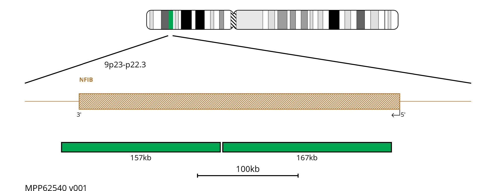 MPP62540 NFIB FISH Probe Chromosome Map