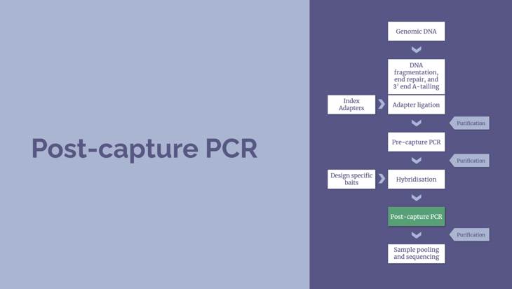 NGS workflow – Post-capture PCR, sample pooling and sequencing (5 minutes) Image