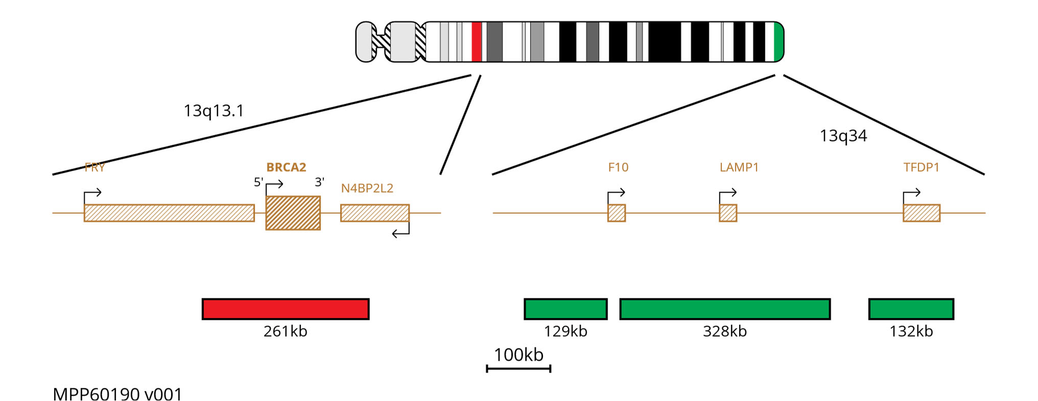 Fluorescence in situ hybridisation (FISH) chromosome map showing probes targeting the BRCA2 gene.