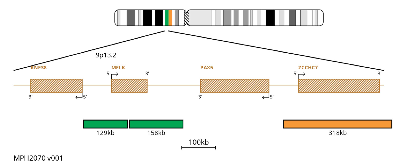MPH2070 PAX5 Breakapart FISH Probe Chromosome Map