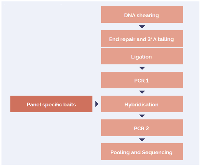 Figure 1: OGT SureSeq workflow