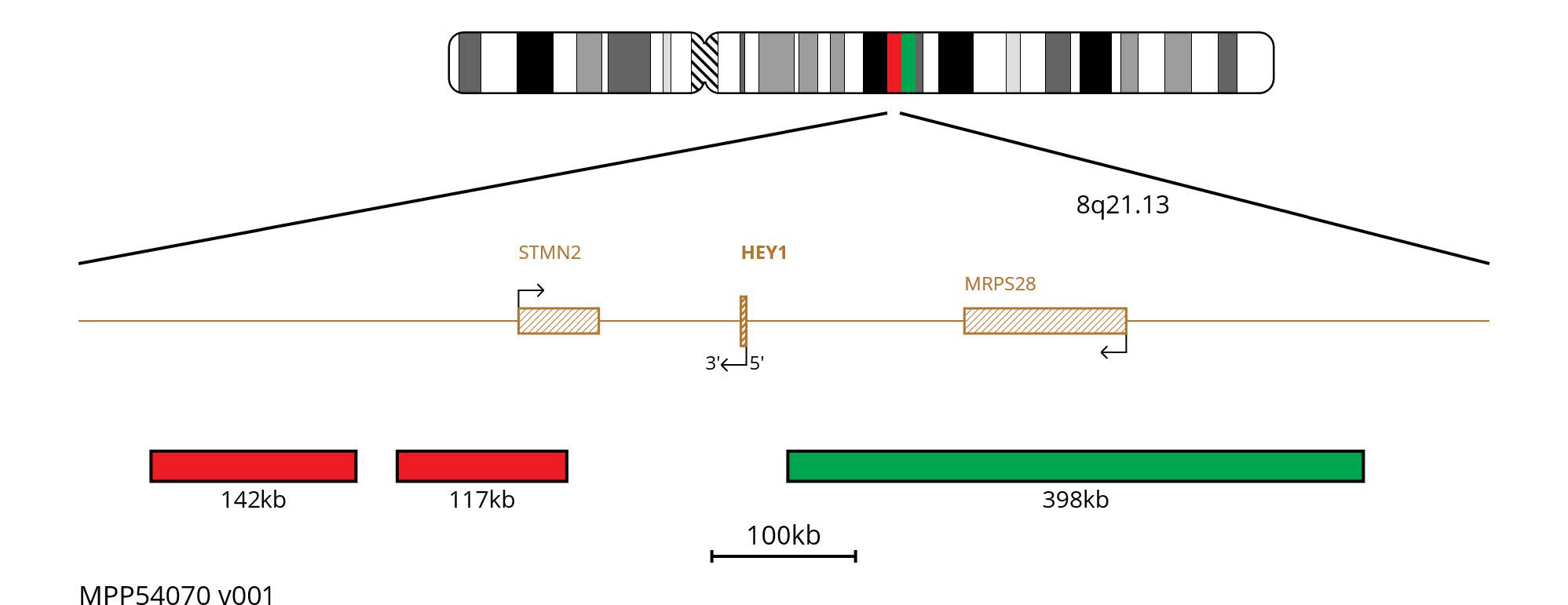 Fluorescence in situ hybridisation (FISH) chromosome map showing dual colour probes targeting the HEY1 gene.