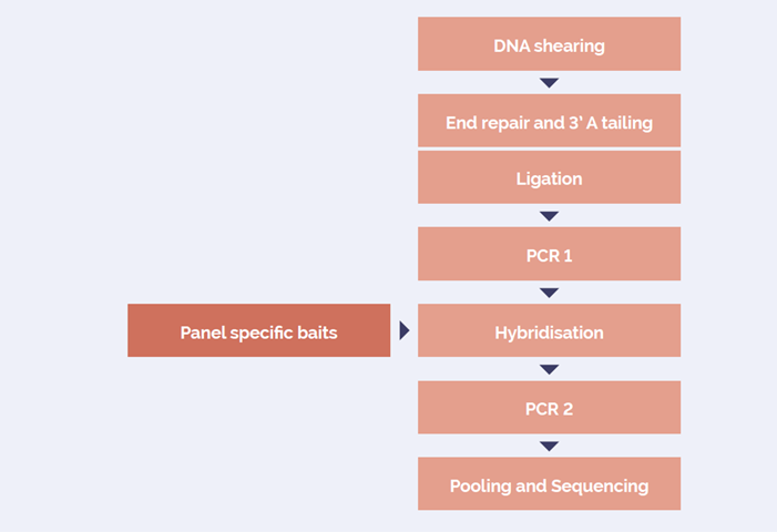 Figure 1. OGT SureSeq workflow