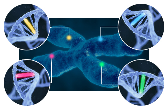 Graphic illustrating the customisation of different chromosomal regions offered by OGT
