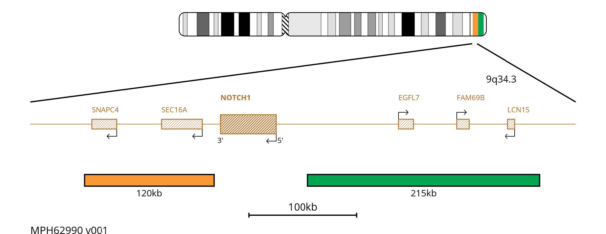 Fluorescence in situ hybridisation (FISH) chromosome map showing probes proximal and distal to NOTCH1 on chromosome 9.