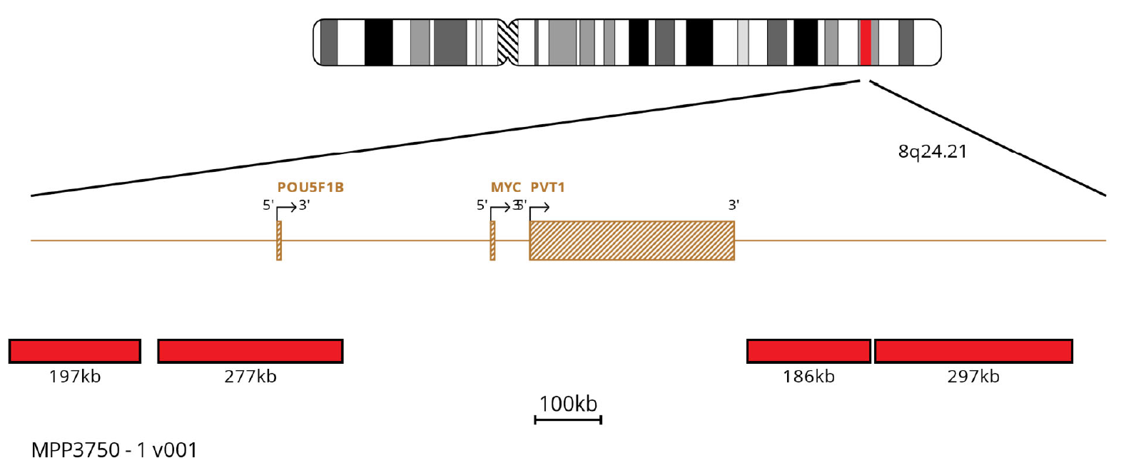 MPP3750 IGL Cmyc Dual Fusion FISH Probe Chromosome Map 1